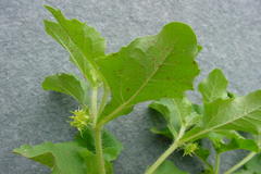 Acanthospermum hispidum